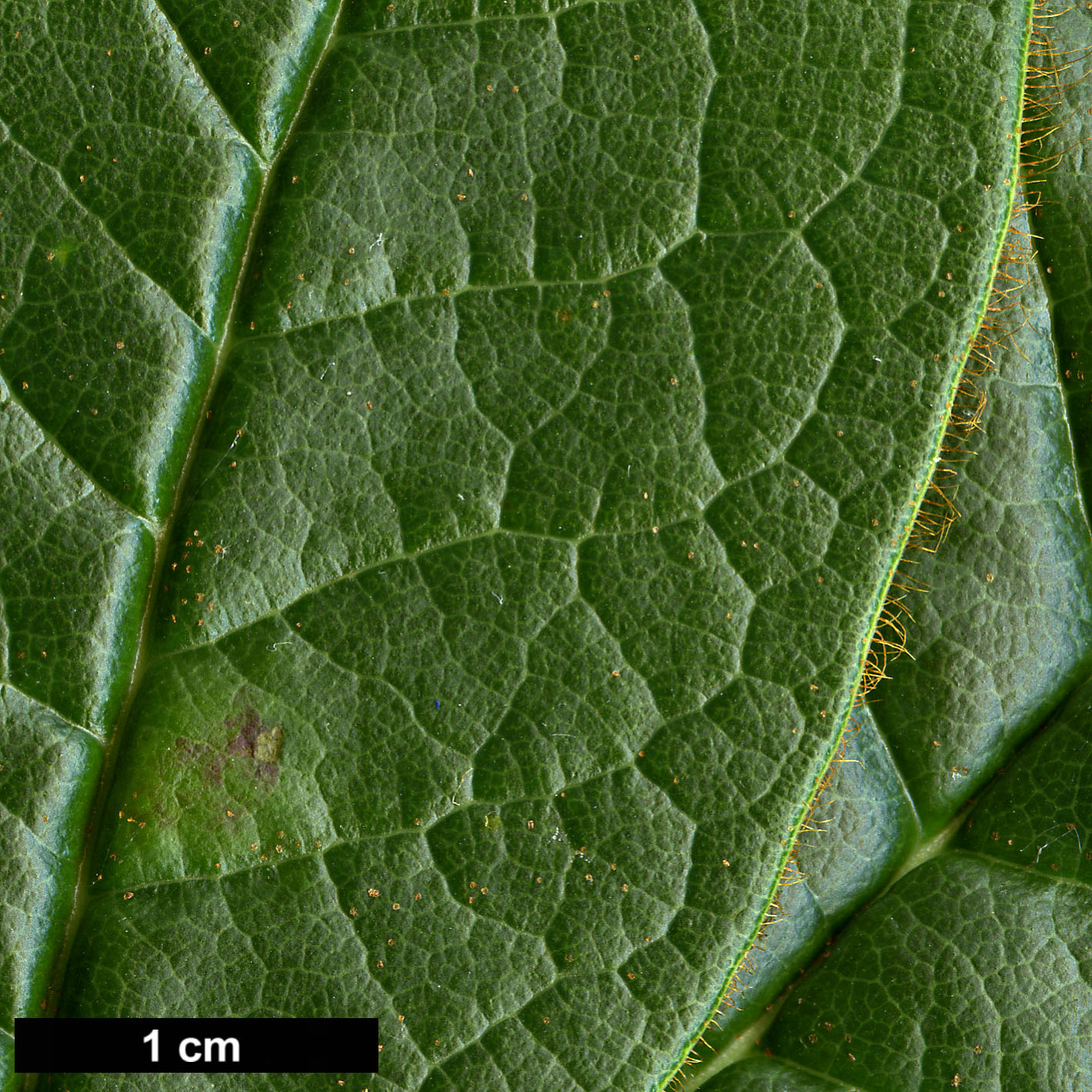 High resolution image: Family: Ericaceae - Genus: Rhododendron - Taxon: aff. valentinianum